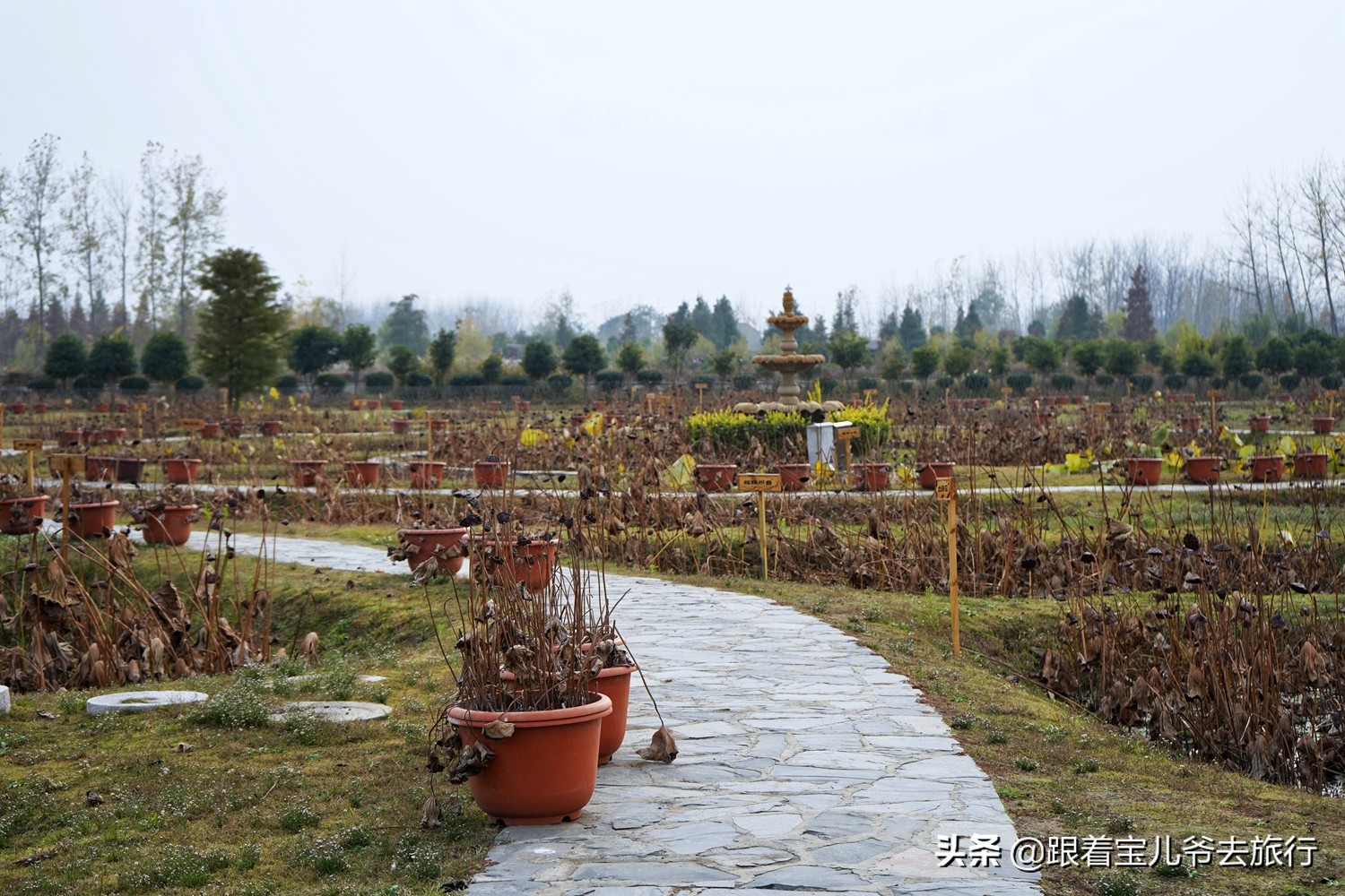 南京燕雀湖水杉林,南京秋天水杉林