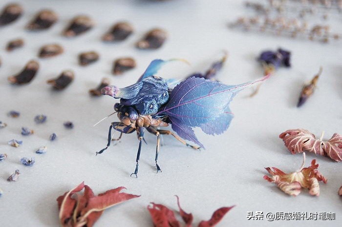 蝗虫算是物种入侵吗,蝗虫是圣甲虫吗