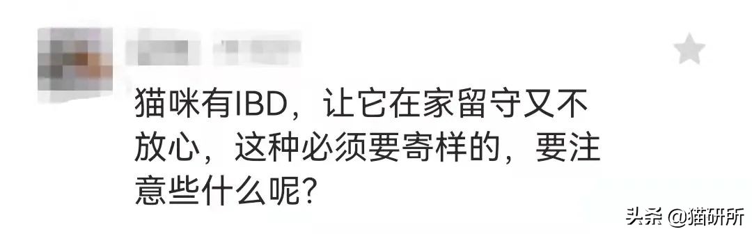 假期外出如何给猫咪找靠谱寄养,怎么找靠谱的猫咪寄养