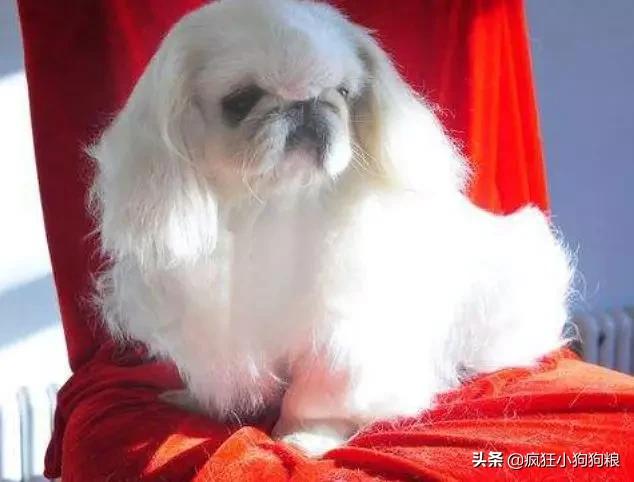 战斗力最强的土狗是什么品种,这40种土狗其实都是超酷的品种犬