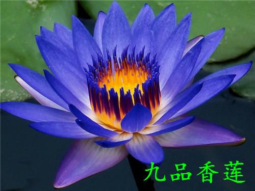 睡莲能在室内种植吗,大缸种植睡莲怎么养