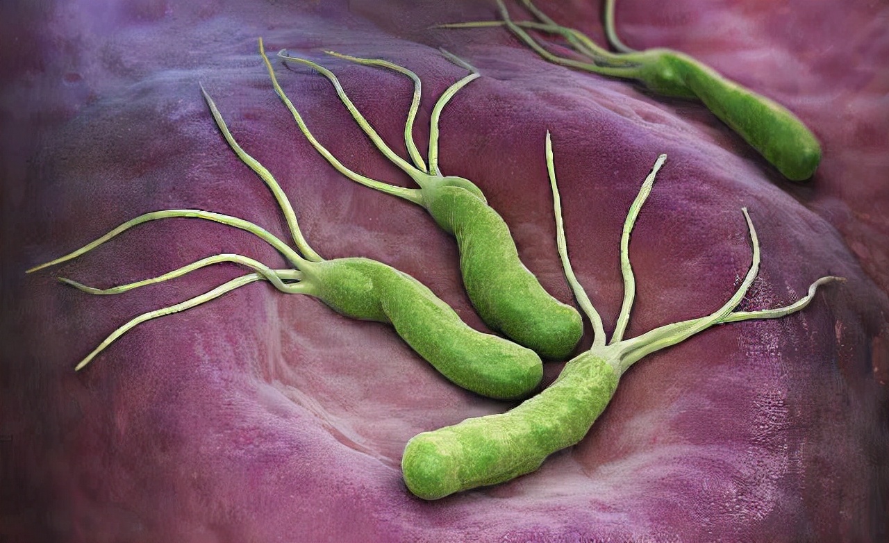 萎缩性胃炎吃羔羊胃还会癌变吗,萎缩性胃炎是胃缩小了吗