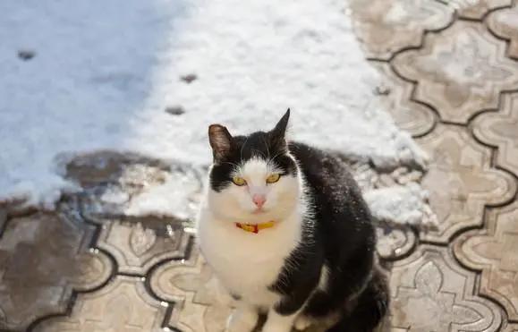 猫咪痛苦难产,铲屎官手足无措|如何帮助猫咪顺利生产?