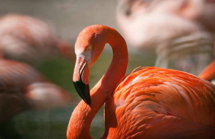 世界上十二种颜色华丽的动物,令人惊艳的17种动物绝对罕见