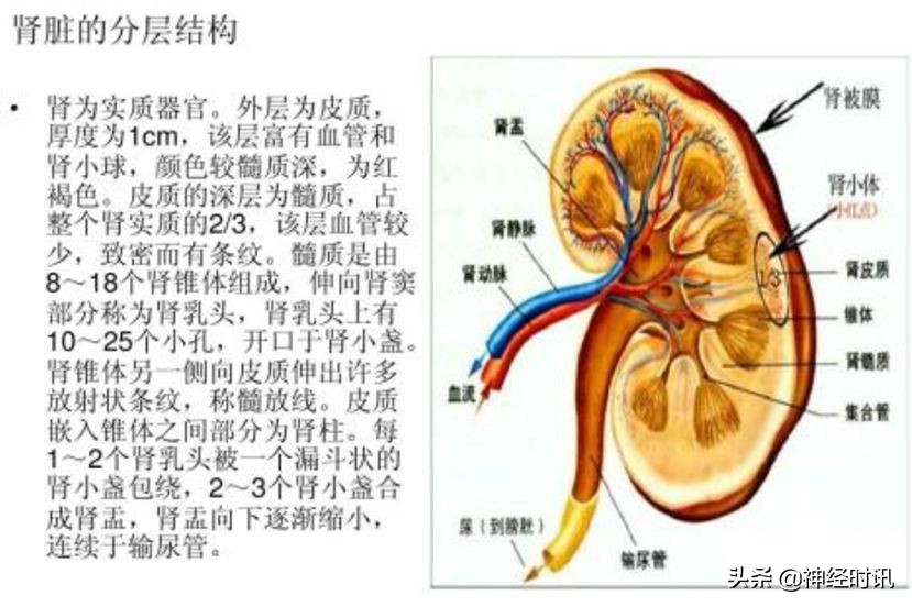 肾脏输尿管膀胱前列腺结构,肾输尿管膀胱解剖示意图