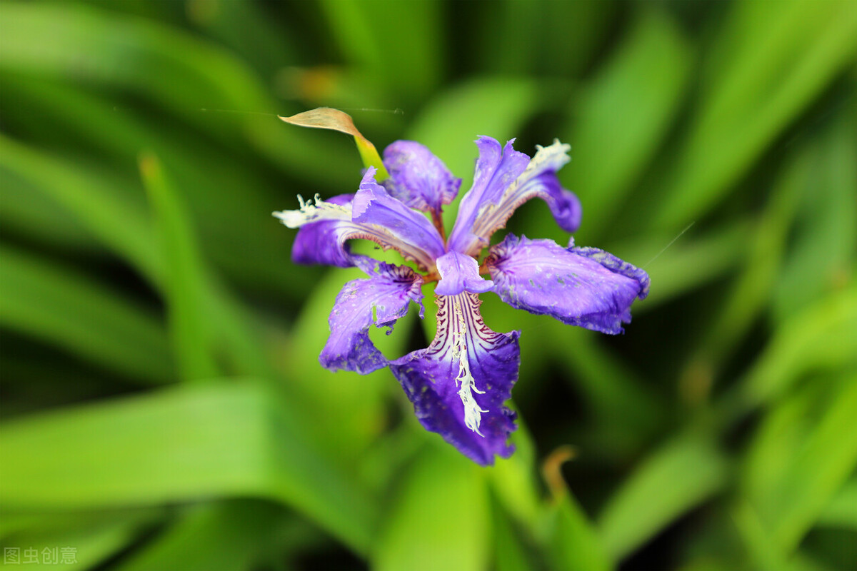 生日鲜花用哪几种花,代表友谊长存和生日快乐花语的花
