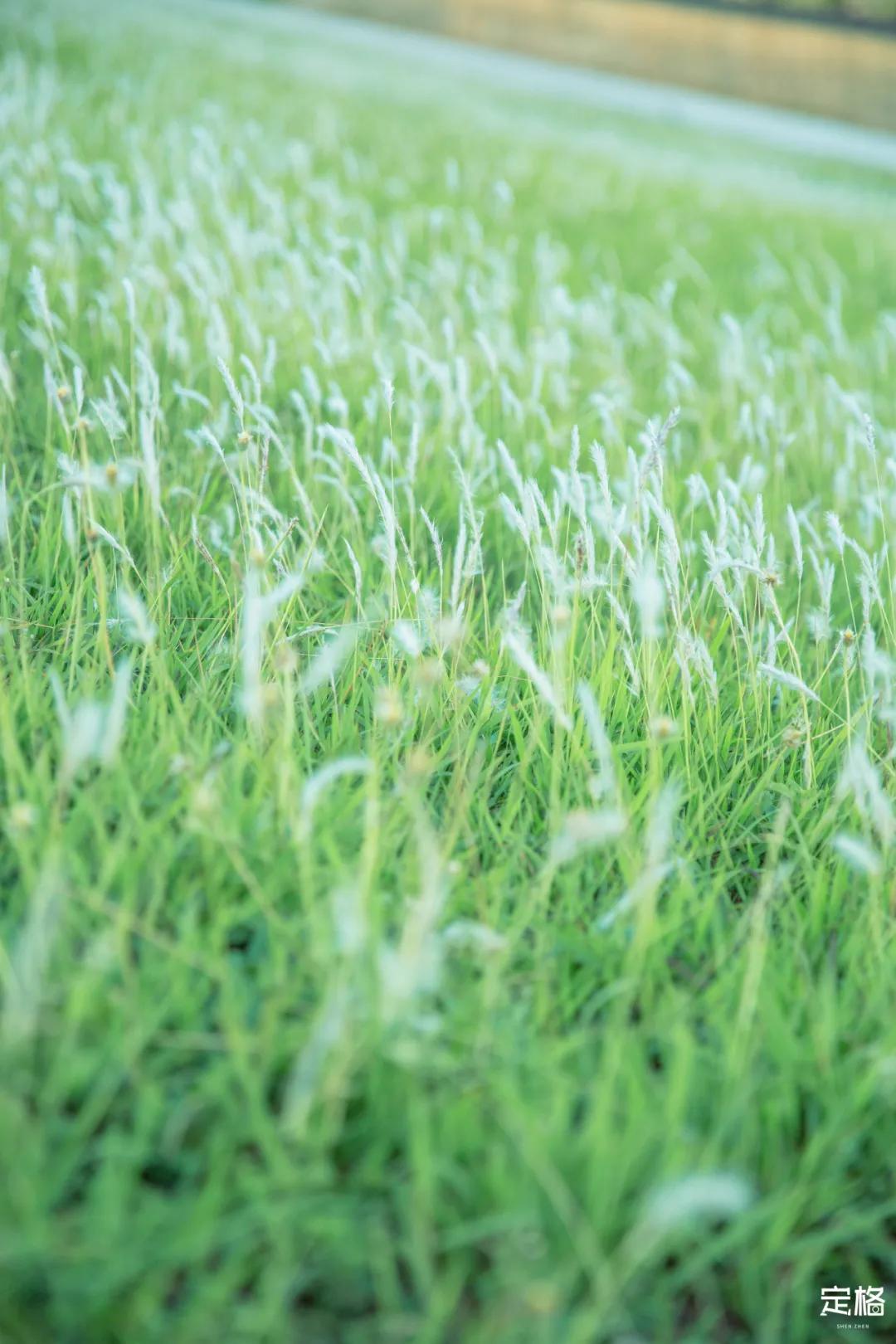 深圳梅林水库有山溪吗,深圳梅林水库在哪个区