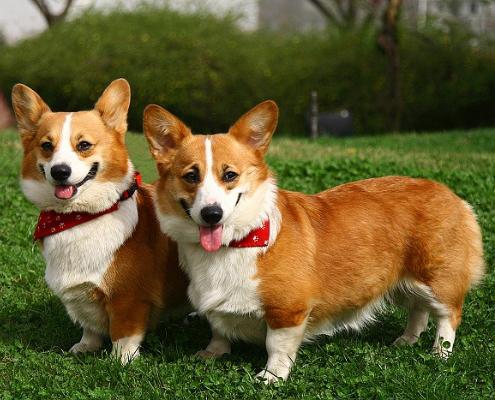 世界上一百种狗的图片,世界十种名贵狗