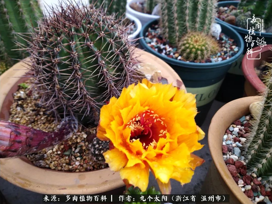 景天、球和龙舌兰，只要是多肉，都喜爱