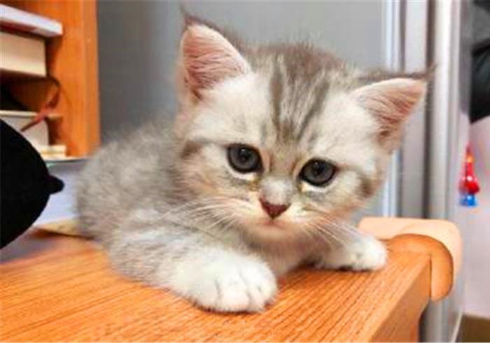 奶猫无处不能睡，铲屎官还忧心爱猫健康，检查后才知只是贪睡