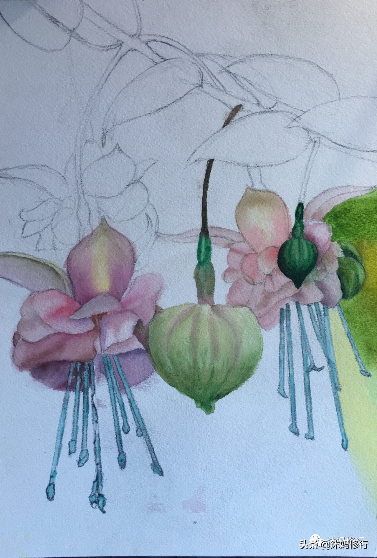 水彩手绘吊钟花,水彩吊钟花手绘