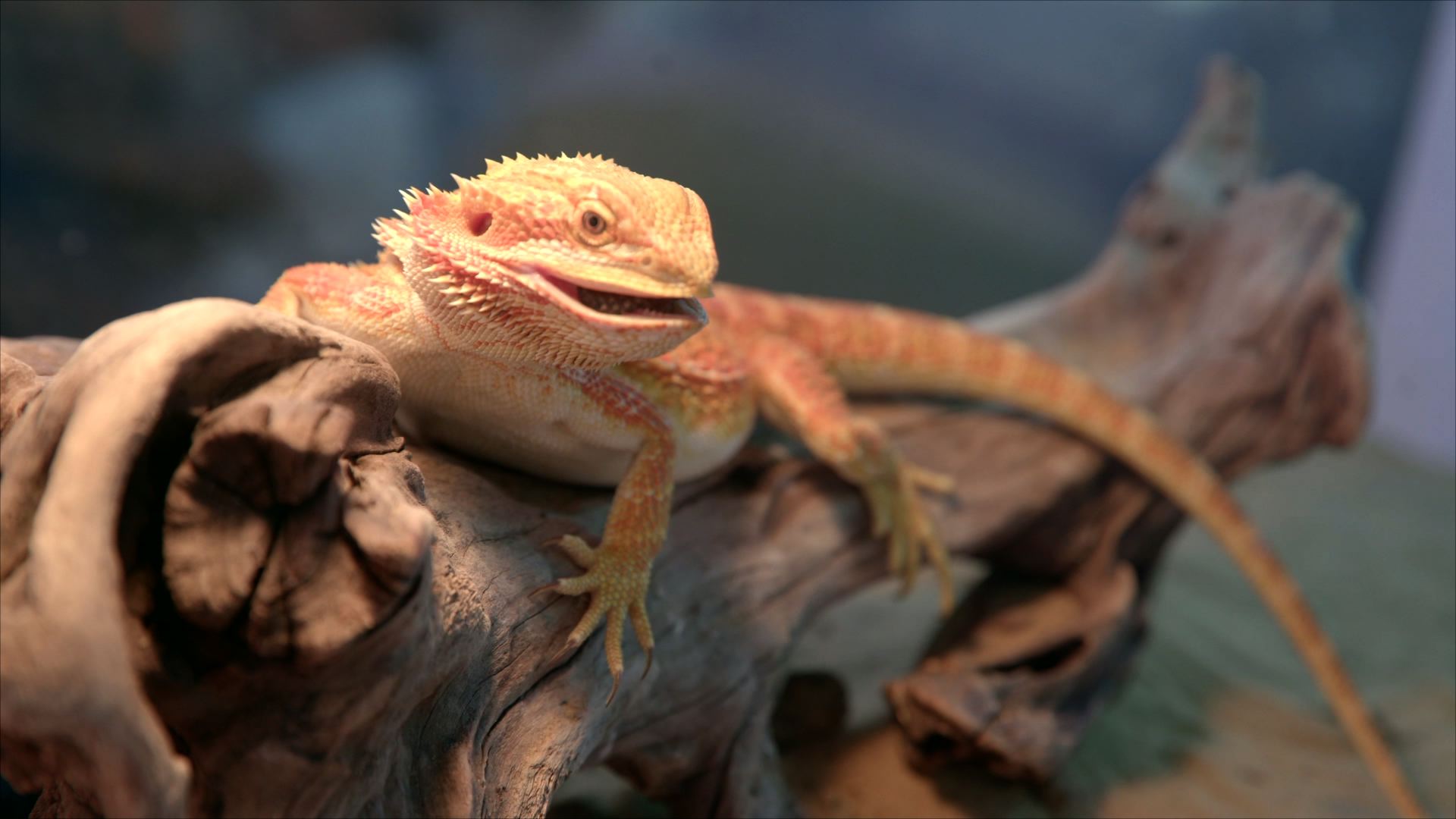 被毒杀的亲情纪录片,相杀相爱纪录片