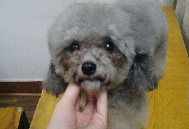 巧克力色的泰迪喂养的注意事项,泰迪狗狗姨妈期间需要注意什么吗