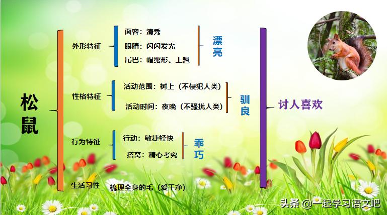 松鼠课堂笔记五年级思维导图,五年级上册17课松鼠思维导图