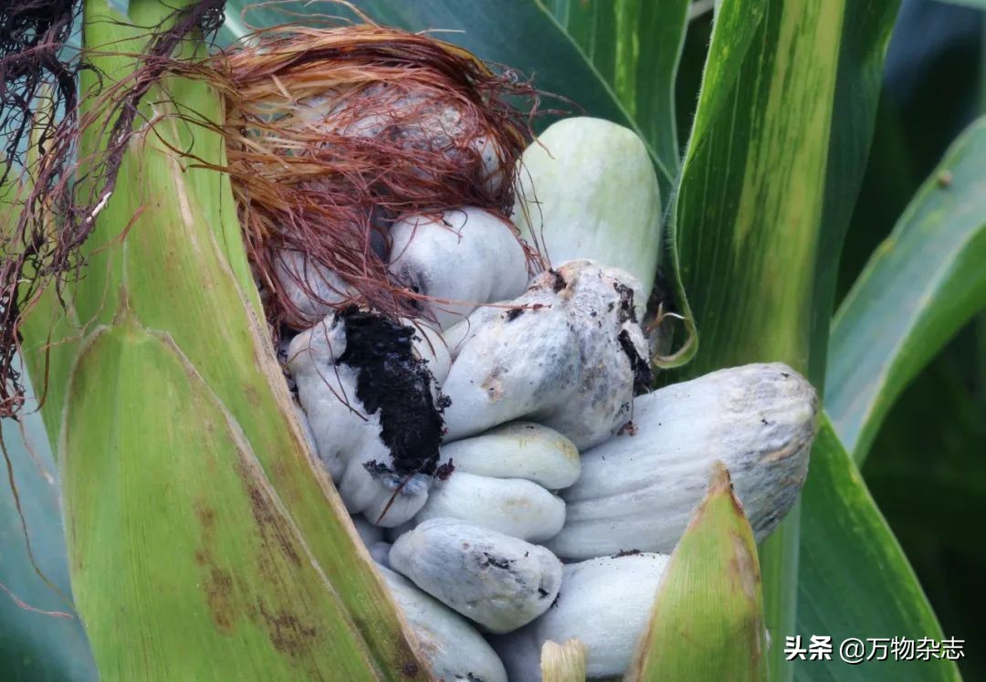 吃了坏玉米会中毒吗,玉米坏了有什么危害