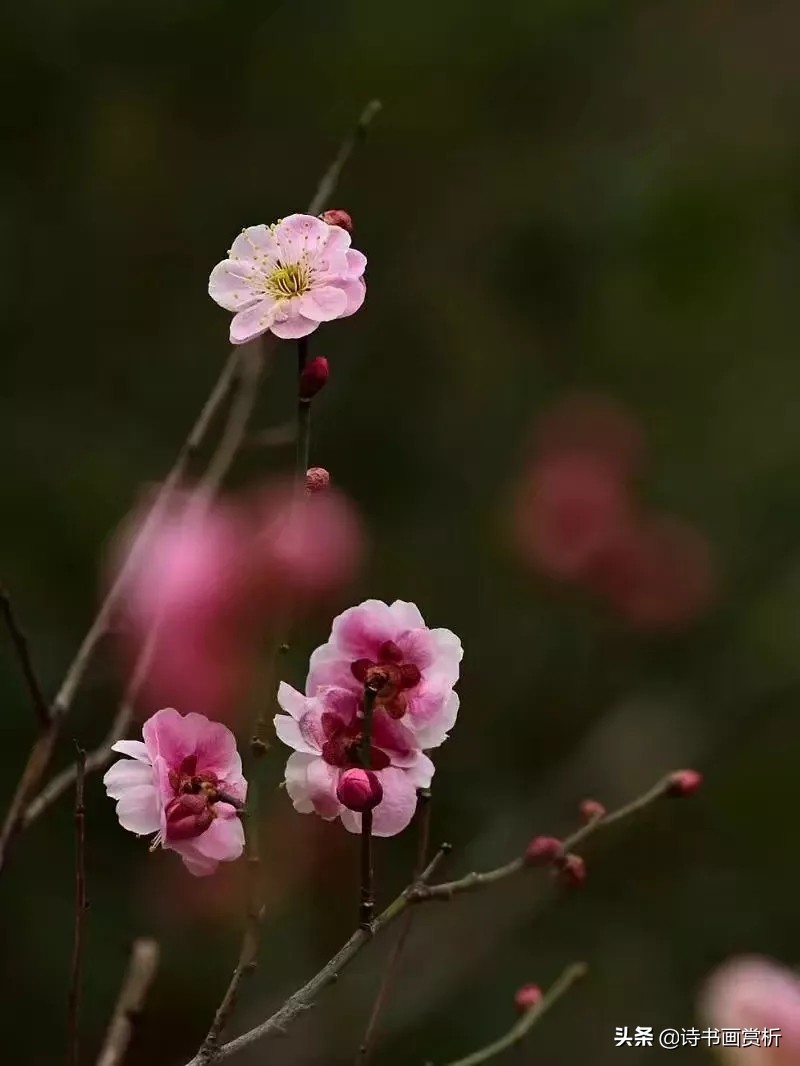 诗词格律十讲第三讲七言绝句,沉鱼落雁五律诗句