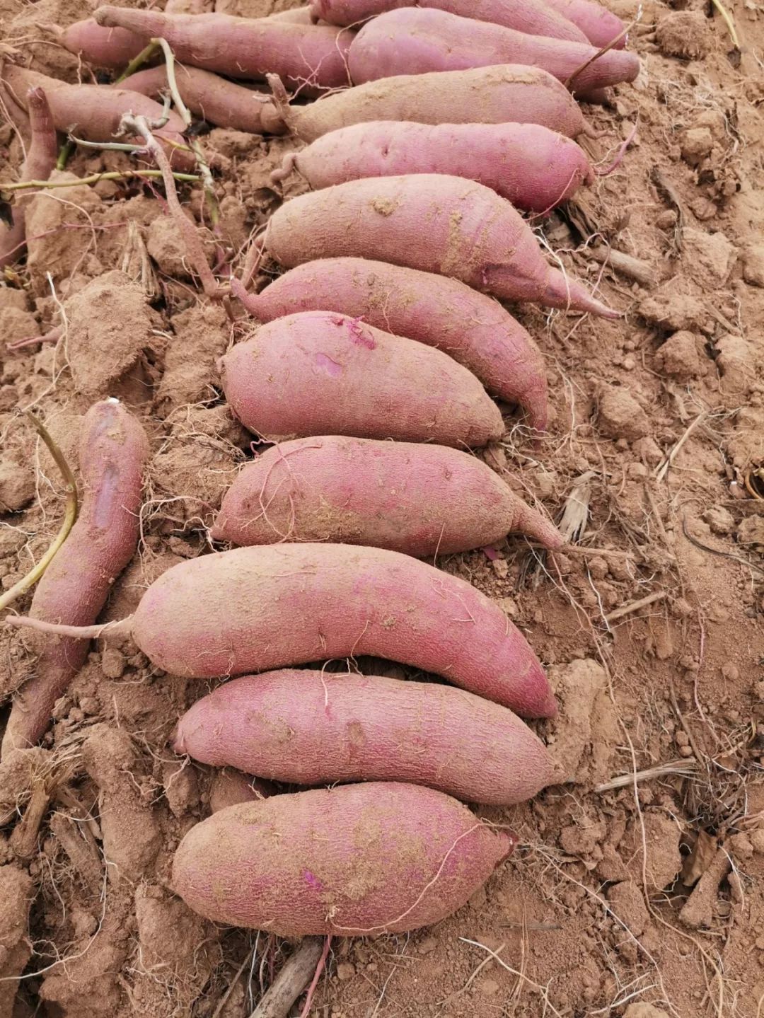 瓦房店地瓜价格,瓦房店地瓜几月份成熟