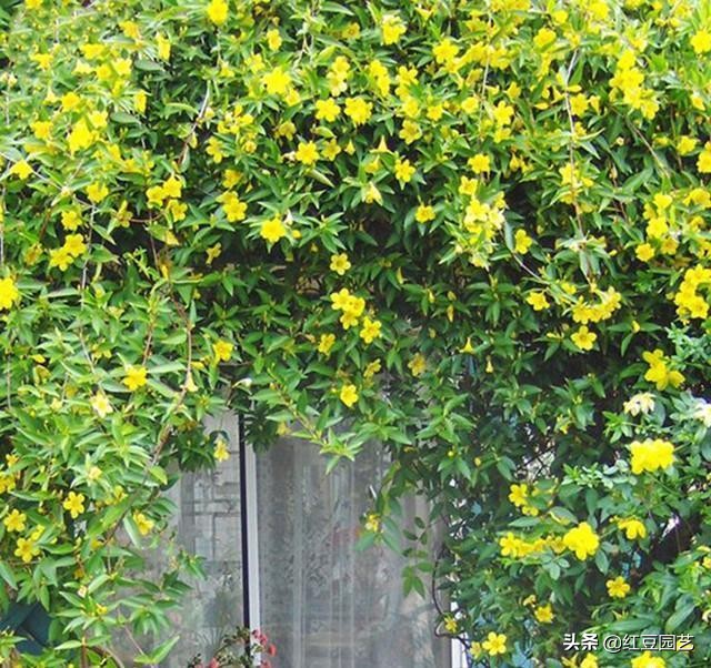 法国香水茉莉爬藤盆栽怎样栽种,香水茉莉花苞