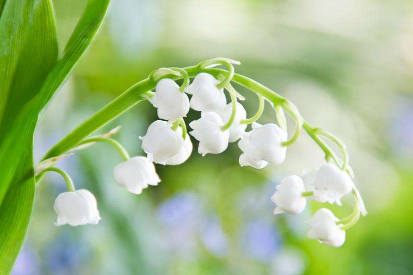 重瓣风铃草怎么爆盆,风铃草开完花后第二年还能开花吗