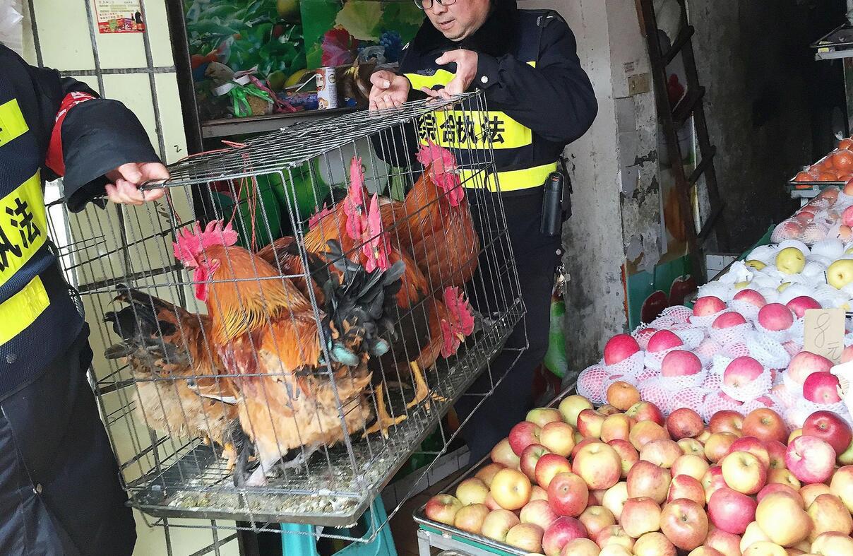 养殖鸡鸭能赚钱吗,鸡鸭养殖新模式