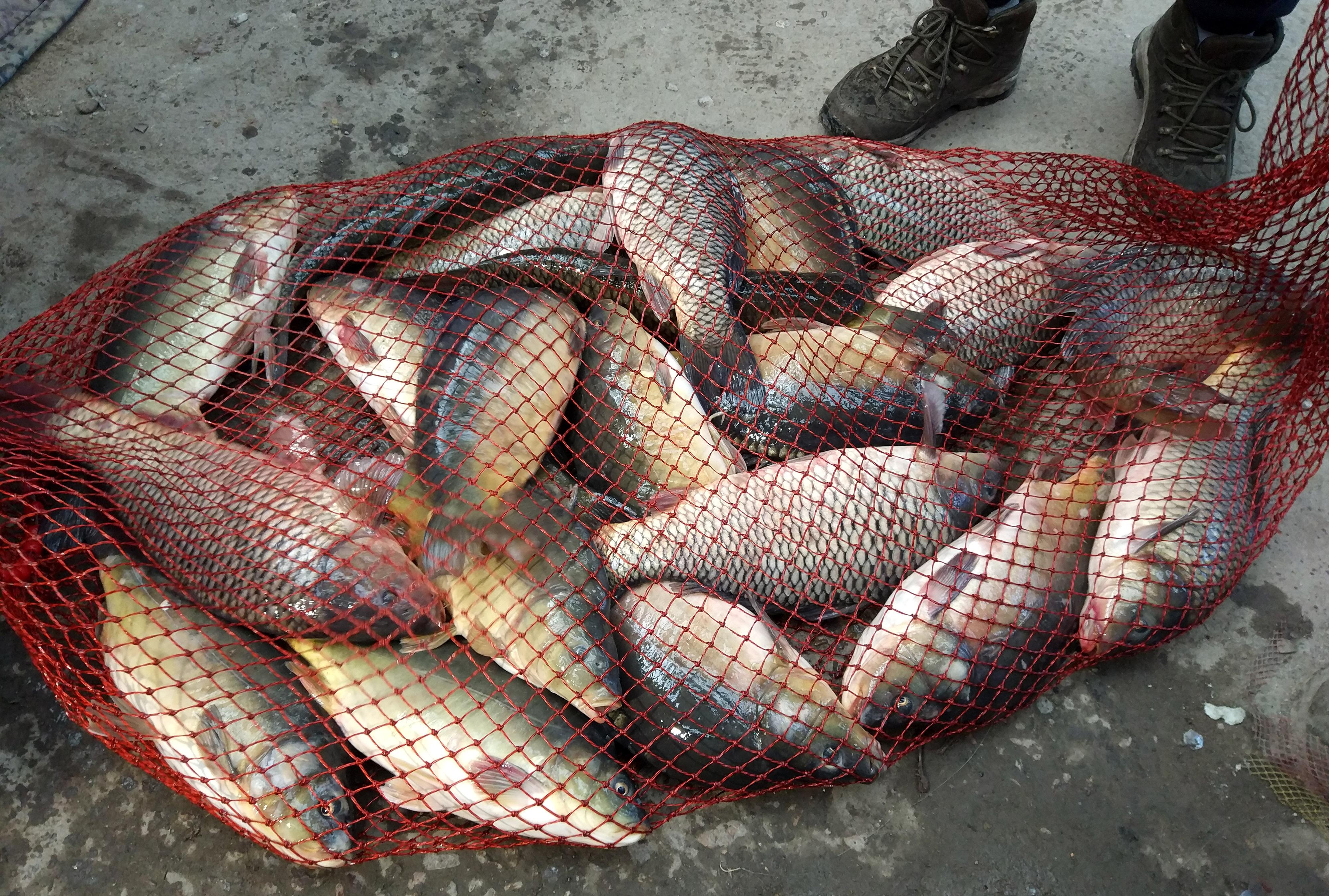 野钓小药的味型和使用方法,黑坑钓鱼小药搭配使用方法