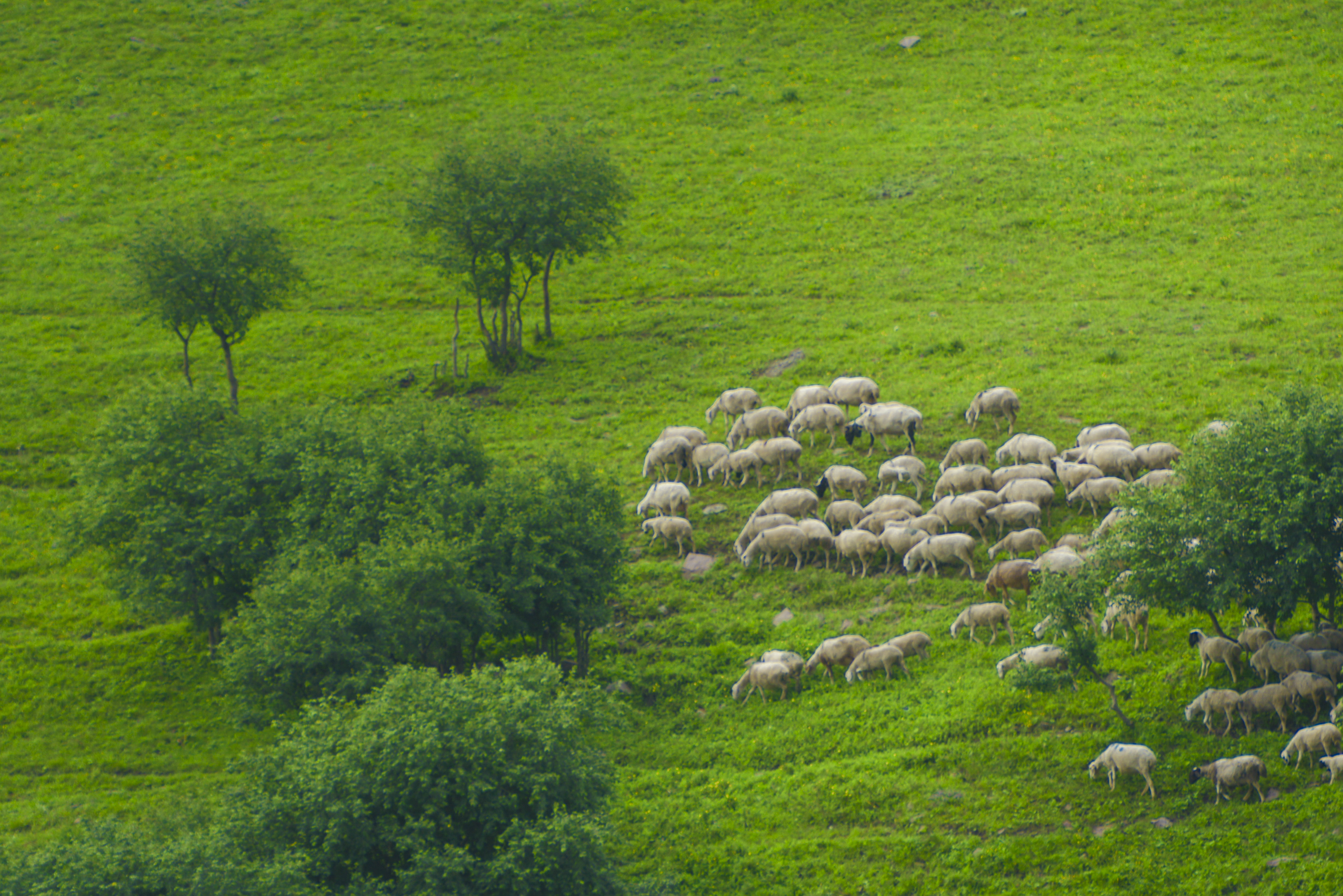 北京草原7天旅游攻略大全,距离北京最近的草原自驾游攻略