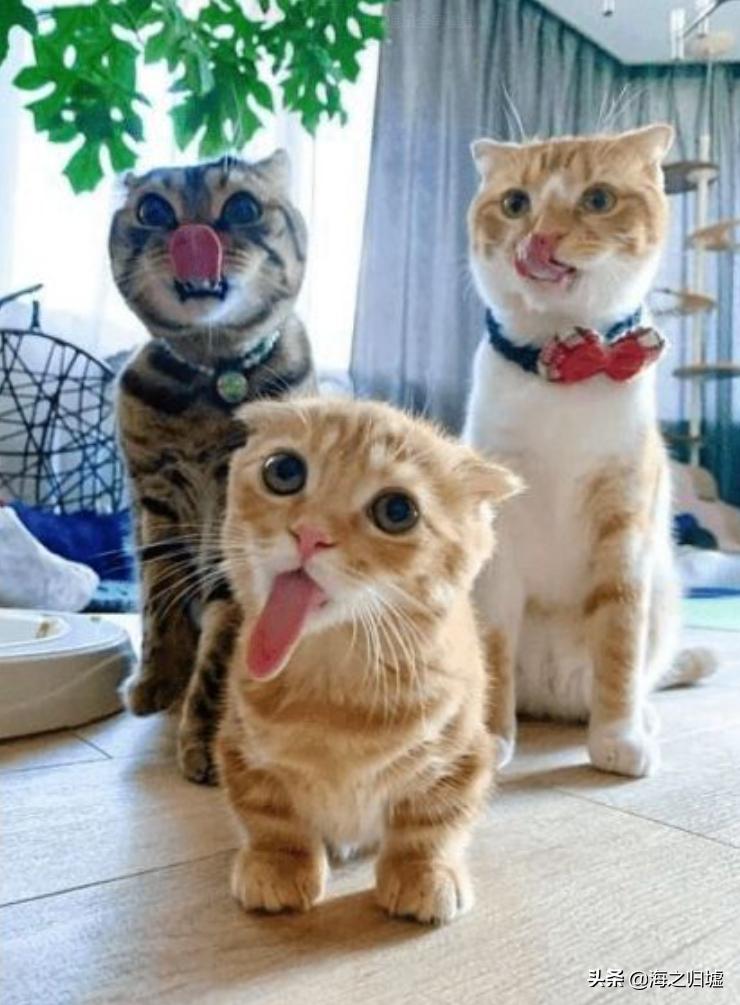 神级抓拍图片,25张令人惊叹的“神”级抓拍