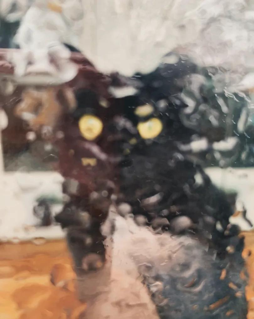 视力不好可以养黑猫吗,眼神不好的千万别养黑猫