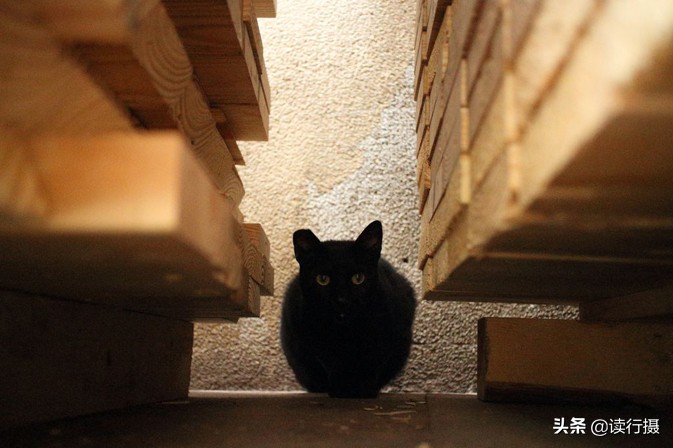 转角遇到猫探店,转角遇到猫打卡