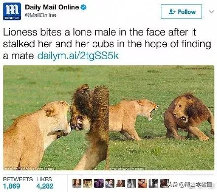 母狮一天发情40次,还追着公狮咬蛋蛋?根本不是这样啊....