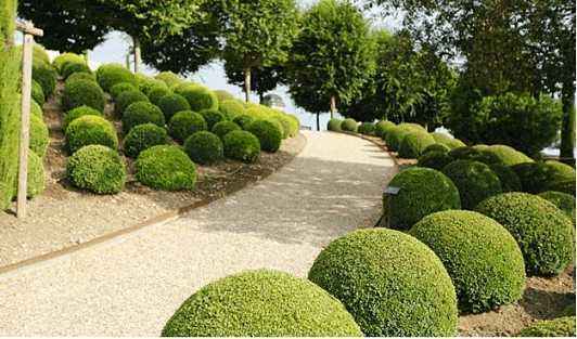 黄杨盆景生命力怎么样,黄杨盆景好养活吗