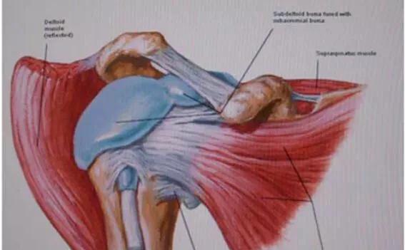肩关节后伸动作解剖,肩关节的关节囊解剖