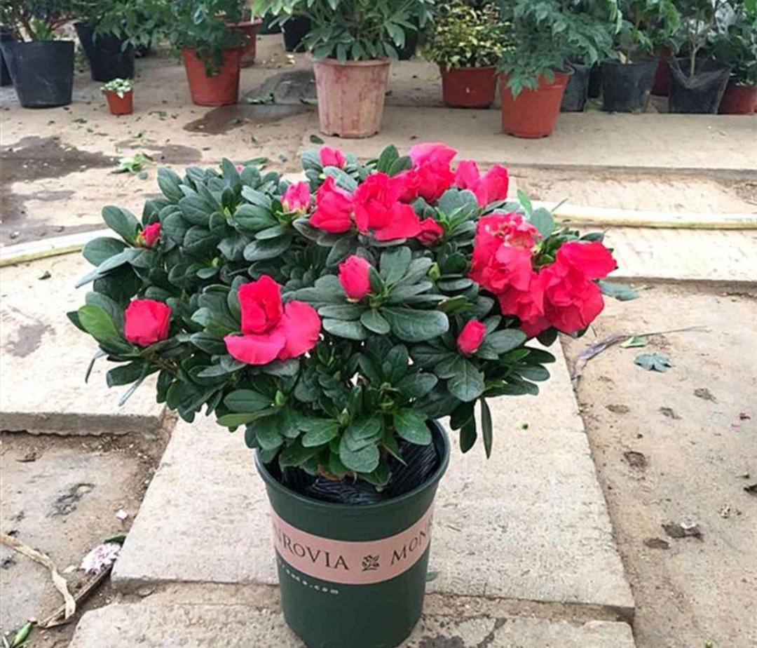 杜鹃山茶叶子发黄该怎么办,杜鹃茶花为什么黄了