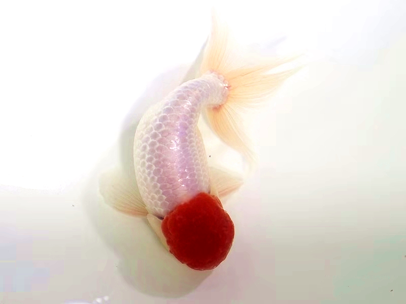 体验养鱼的快乐,金鱼繁殖期间怎么饲养