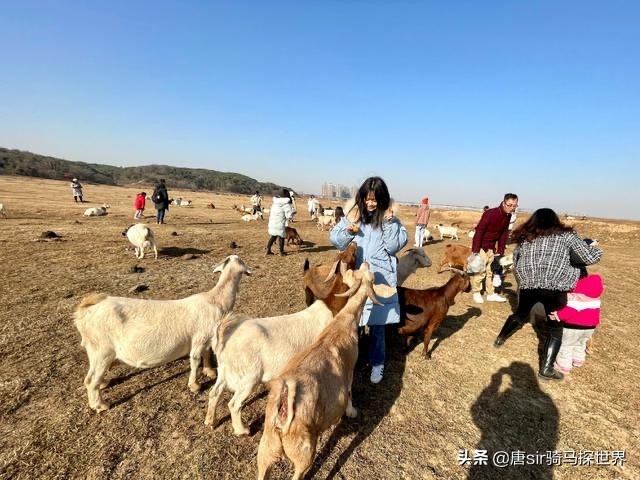 呼伦贝尔大草原旅游看羊群,打卡南昌呼伦贝尔大草原