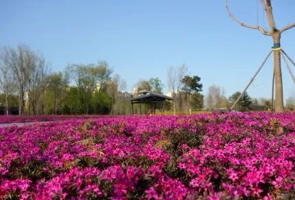 附近免费景点踏青网红打卡地,北京周边的四季花海