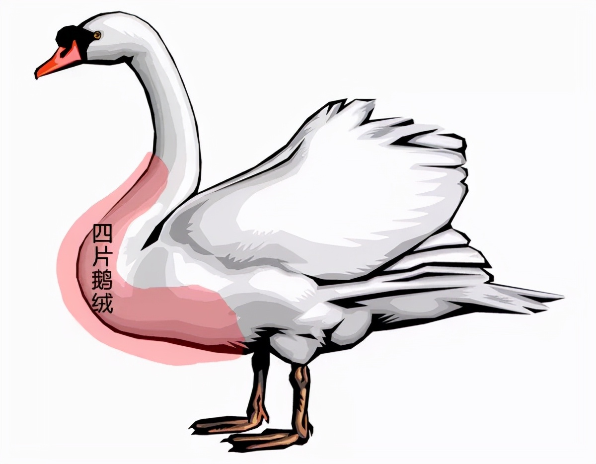 羽绒服中的爱马仕moncler,蒙口moncler新款羽绒服