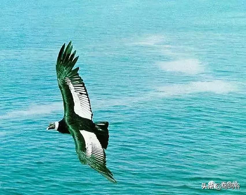 各国国鸟国宝有哪些,各国国鸟大小排名