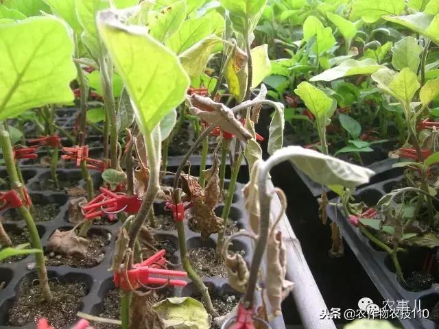 种茄子的六个步骤简短文字,种茄子的基本知识