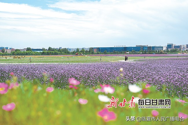 兰州新区生态屏障,兰州新区打造生态修复样板工程