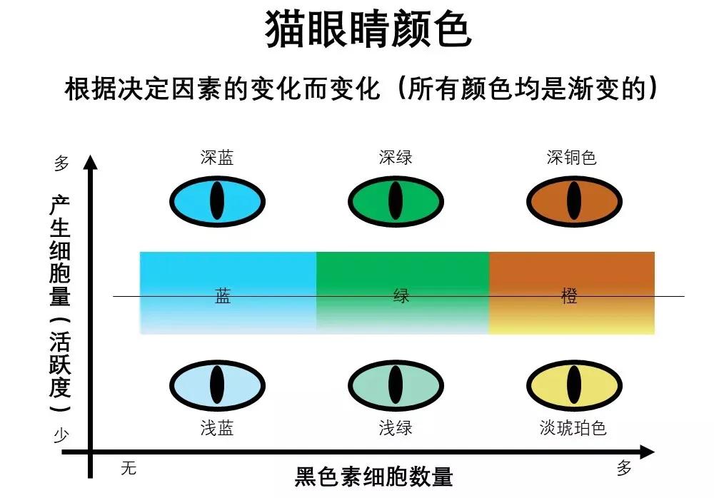 好看的猫的眼睛,猫的眼睛为什么那么好看