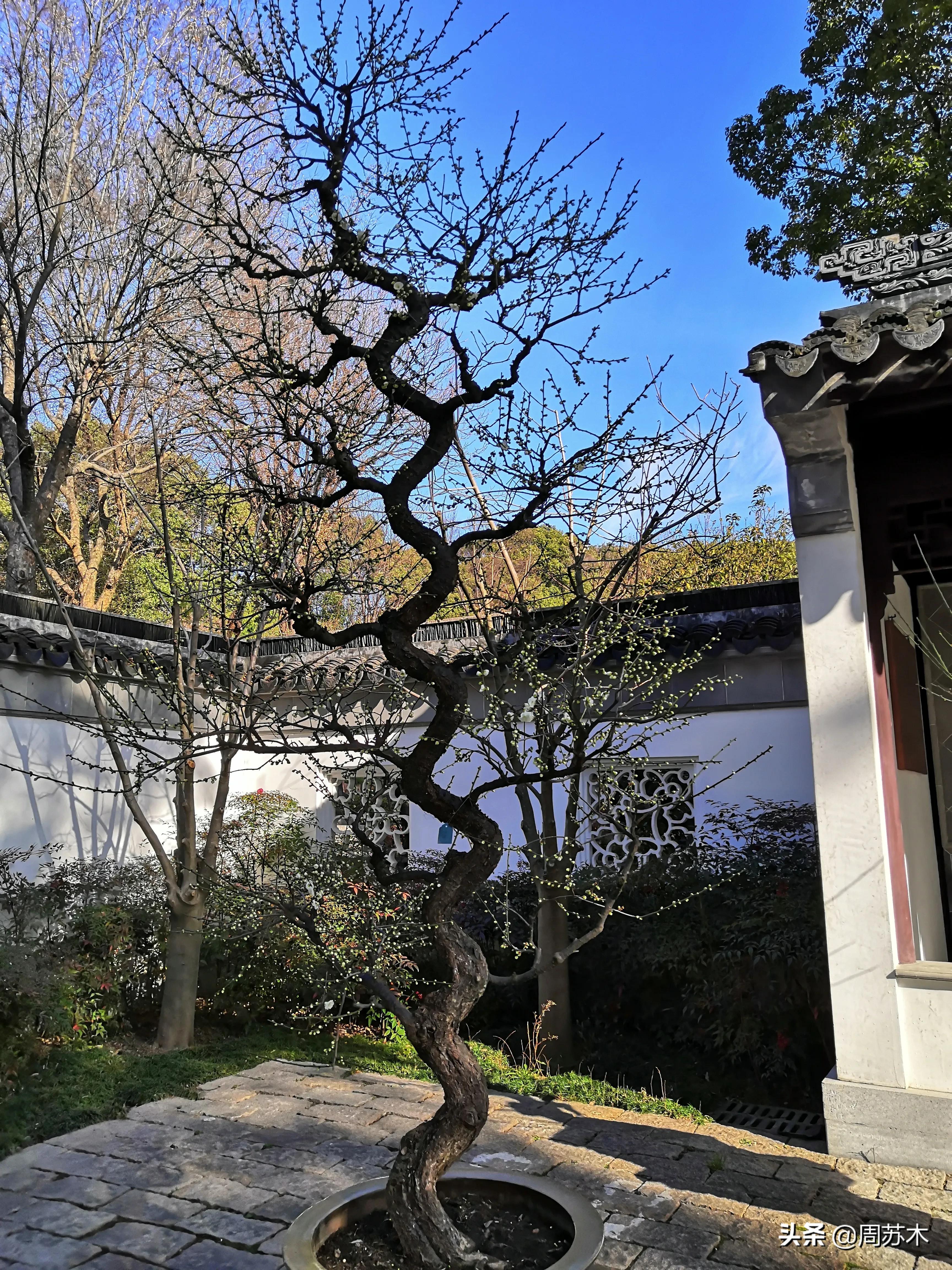 赏梅胜地图片,苏州香雪村赏梅最佳时间