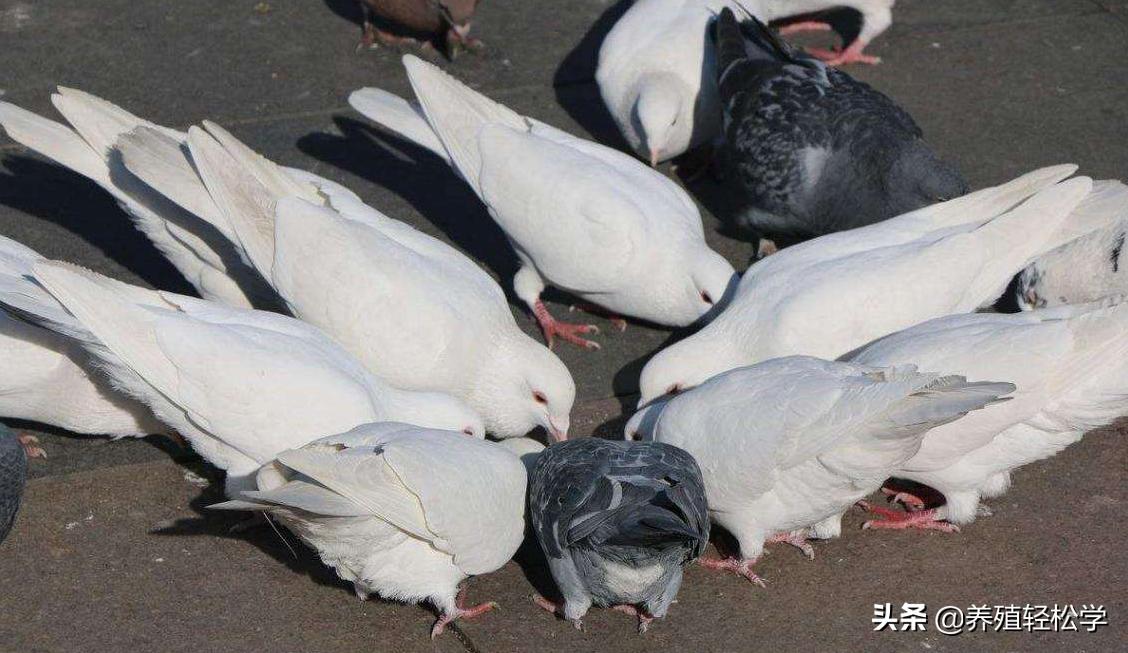养鸽子的文章,为什么大家喜欢养鸽子呢