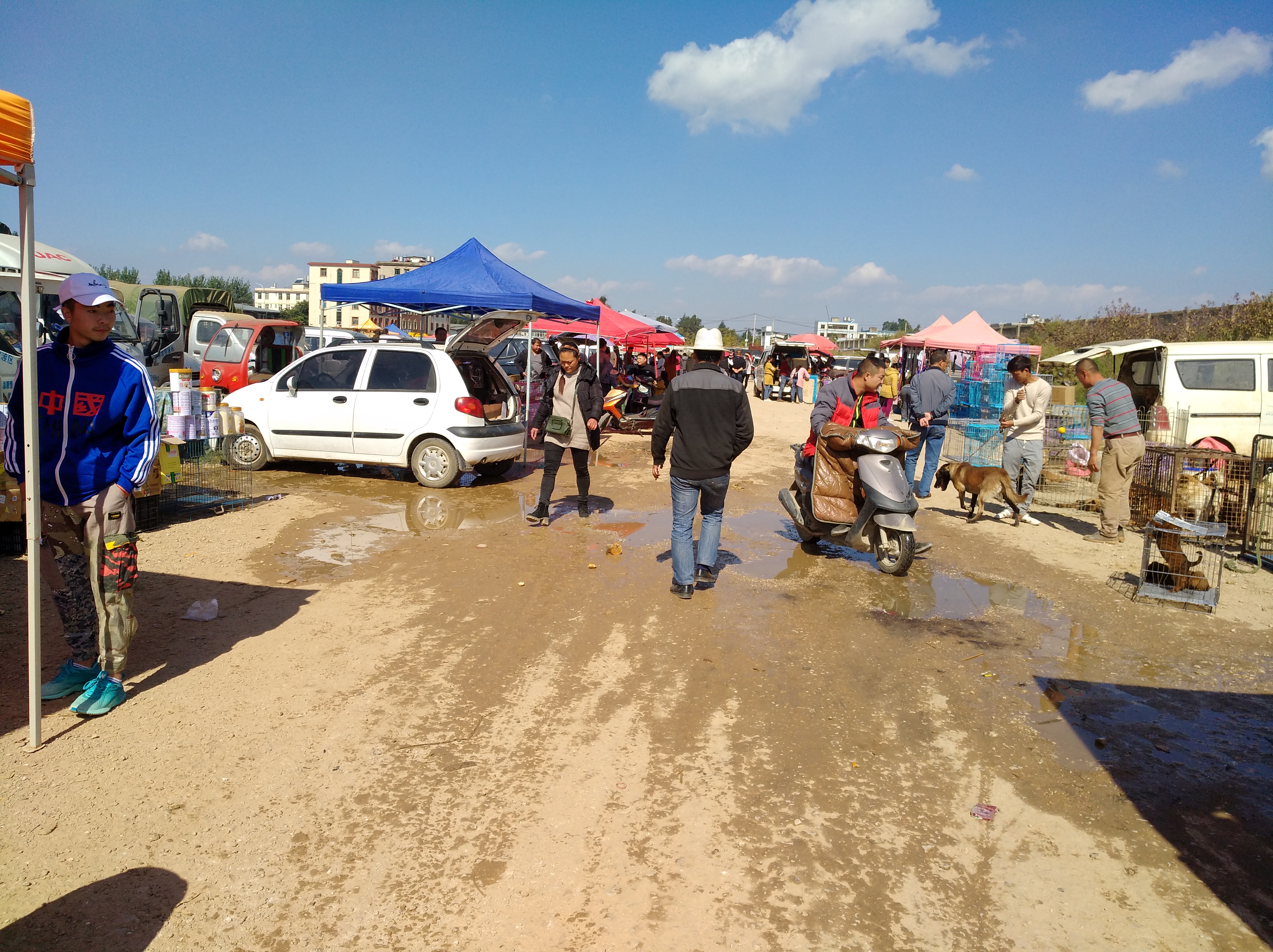 为什么网上的宠物狗那么便宜,为什么不建议下夏天网上买宠物狗