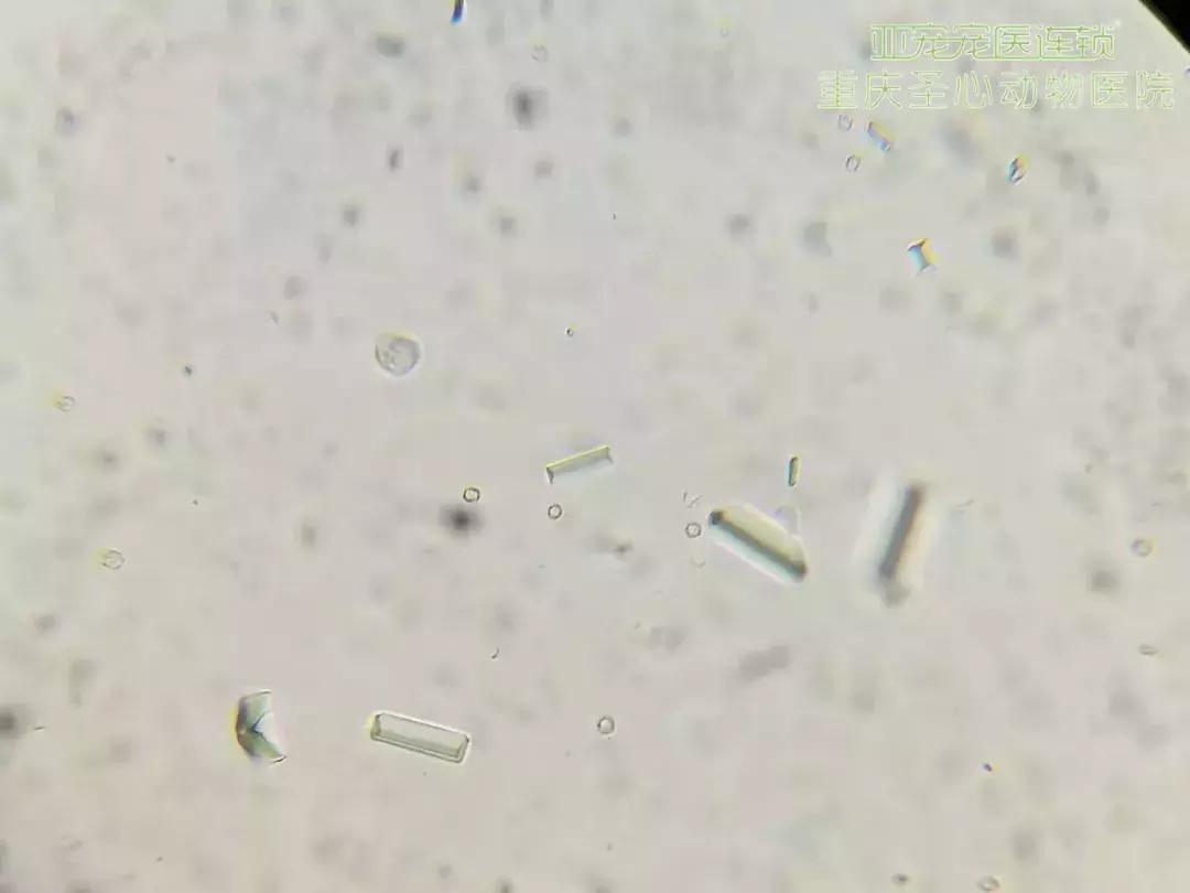 显微镜下的三千大千世界,显微镜下的世界是精美绝伦的