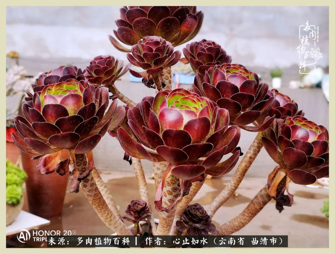 感谢陪伴感恩所有的遇见,让每个人都能感受到多肉的美好