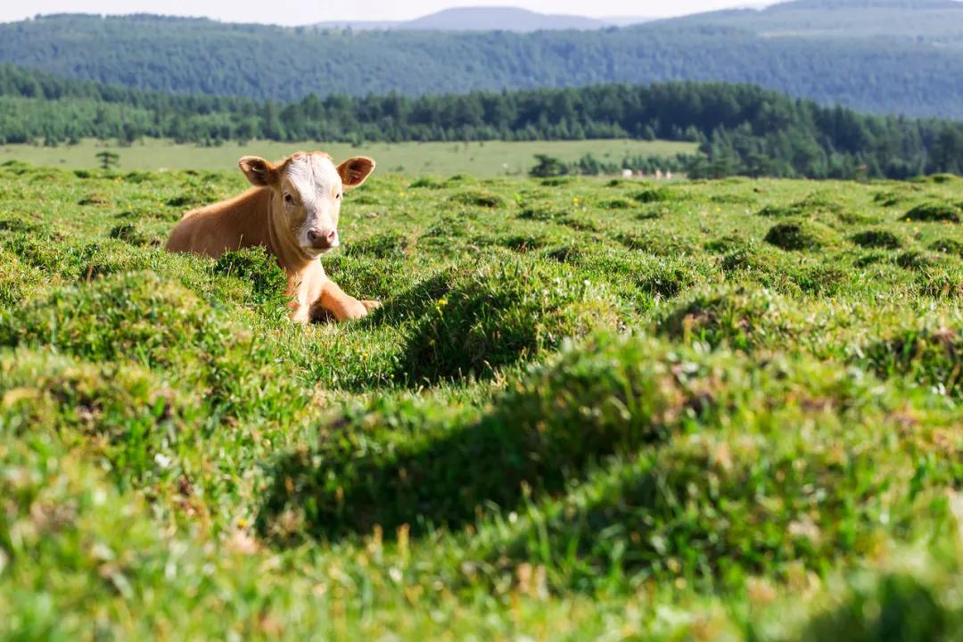 60岁前必去的中国各省区最美天堂,全国各省最美天堂你都去对了吗