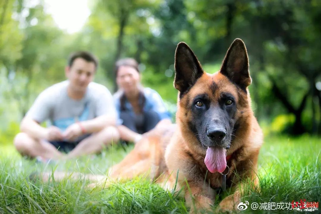 汶川地震狗救了32条人命,汶川地震狗狗救人21人