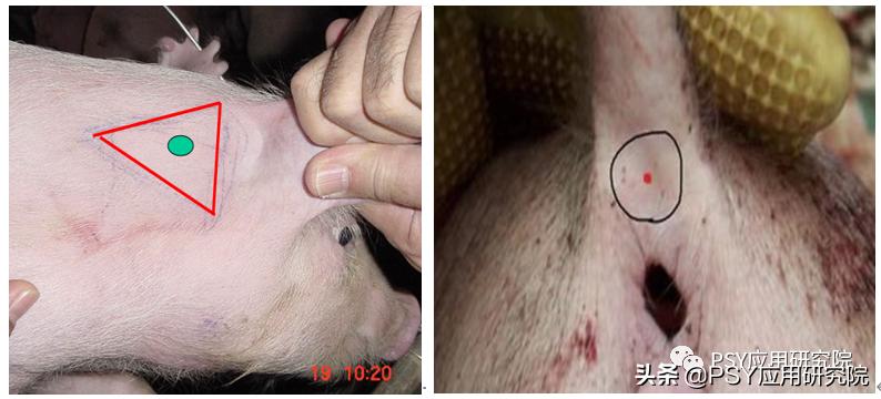 猪场日常预防免疫程序,猪场免疫注射的注意事项