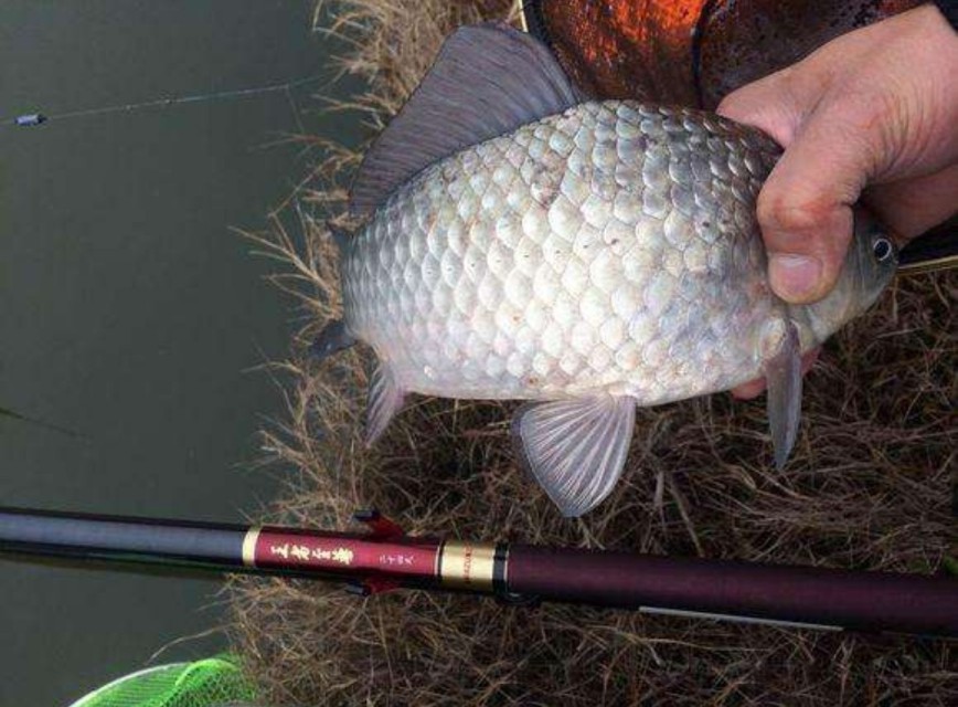 筏竿串钩钓鲫鱼几号钩冬季,冬季筏竿钓鲫鱼串钩的绑法